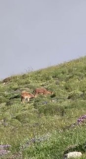 Горные козлы на склоне горы Хуступ в Сюнике, Армения