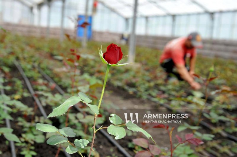 Флаги Нидерландов и Армении на фоне здания, символизирующие международное сотрудничество и поддержку в Аштараке.