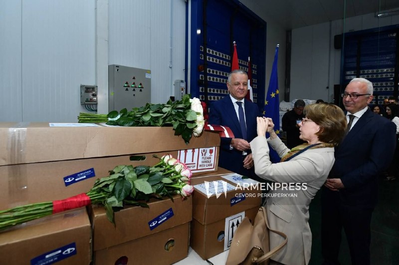 Розы в теплице Арагацотнской области перед отправкой в Латвию